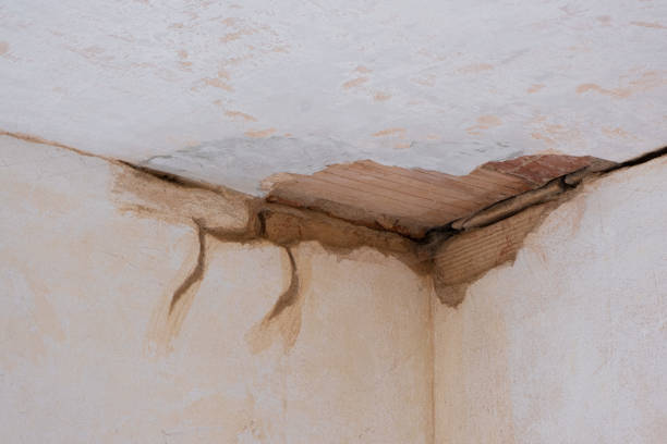 Best Water damage contractors near me  in Lapeer, MI